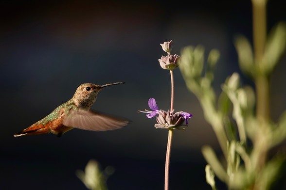Allen’s hummingbird hovering near purple flowers against blurred background.
