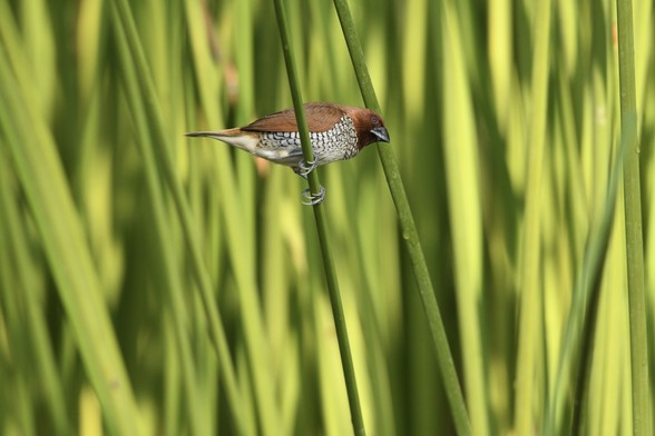 A small brown and white bird perched on a green reed, surrounded by tall green grass.