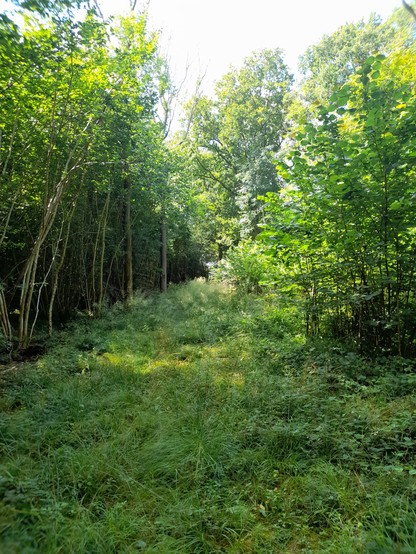 A view along a grassy ride in a wood.  There's coppiced hazel either side of it and tall grass flower stems all along the ride.
