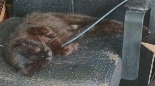 A black cat sleeping on a black office chair 