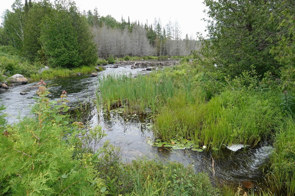 A small river with various tree species and a beaver dam in the background, green overgrown banks