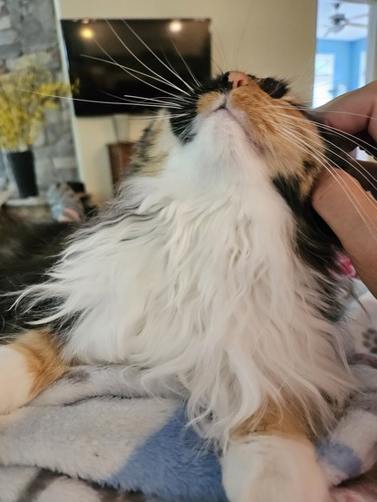 Long-haired calico cat enjoying ear scritches.