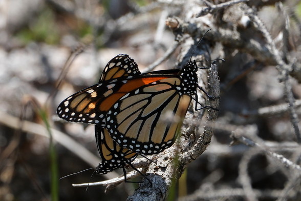 Two butterflies mating in the bare branches of a tree. Their wings are orange with black lines and white dots. Their heads are black with many white dots. 