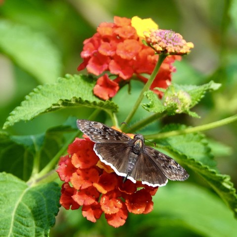 Mournful duskywing on a red lantana bloom