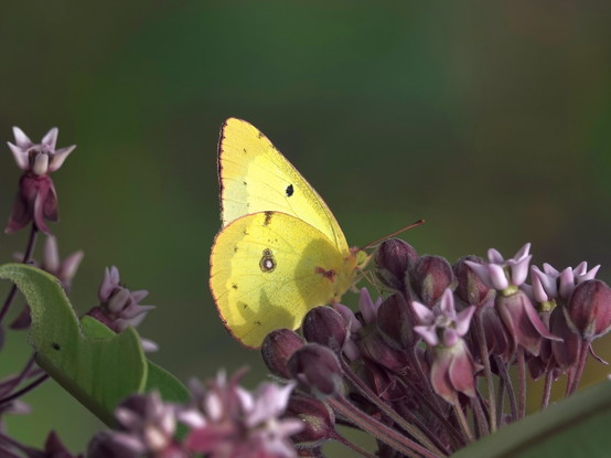 A yellow butterfly with upright folded wings rests on purple-pink flowering milkweed.
Dark green background.