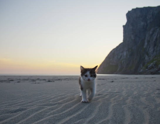 A cute tabby kitten, black and grey-ish, walking nice and peaceful on the sands of a beach. 