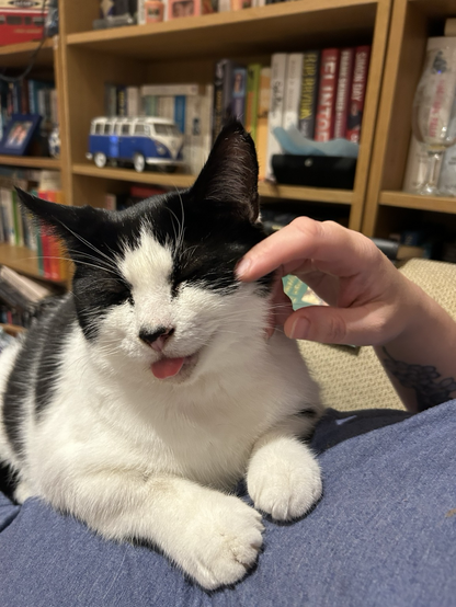 Barry the black and white cat sat on a lap enjoying lots of fuss. With his tongue sticking out.