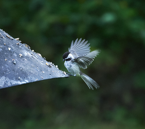 A black-capped chickadee captured in mid-flight, with its wings spread wide as it approaches a metal surface sprinkled with birdseed. The bird's distinctive black cap and white cheeks are clearly visible. The background is blurred, highlighting the bird and its dynamic motion.