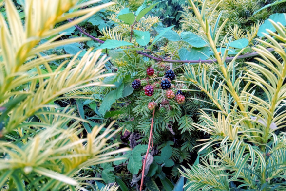 photo of small cluster of ripening blackberries in a cluster or leaves - a few are black while the rest are red or still green