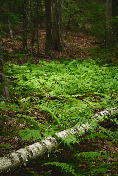 A dense patch of vibrant green ferns growing on the forest floor, with a fallen birch tree trunk lying horizontally across the scene. The background features tall trees and a dimly lit forest, creating a tranquil and lush woodland atmosphere.