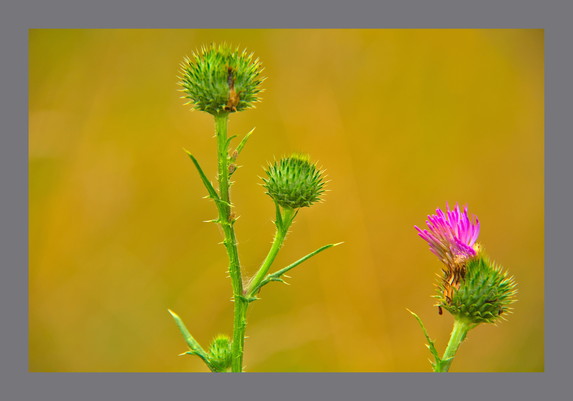 3 prickly green flower heads project up into a mustard yellow background on thin green prickly stalks. From one of the heads emerges a pink flower