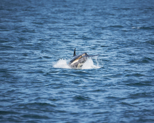 A dolphin re-entering the ocean after breaching the surface.