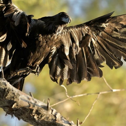 A Common raven perched on a tree branch with its wings spread