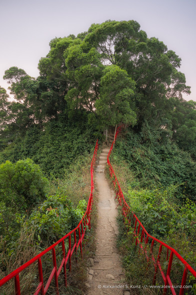 Vertical color photo showing a trail on a narrow ridge in subtropical forest that is secured with bright red metal railings. The trail and railings disappear under a big green deciduous tree, the surrounding vegetation is lush and green, the sky has a soft, hazy color.