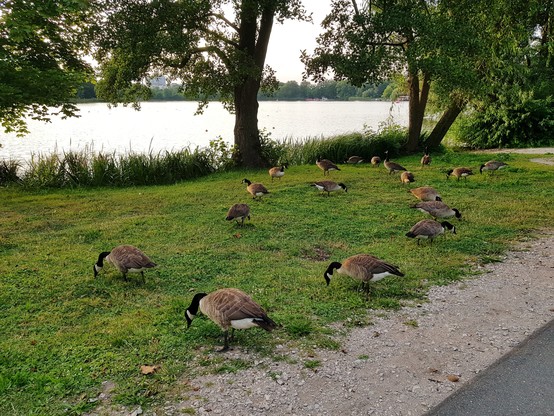 A group of wild geese grazing near a lake. It's early evening and the mood is peaceful.