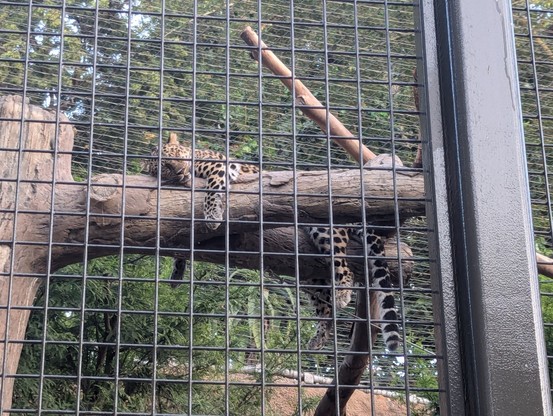 Leopard sleeping in his enclosure 