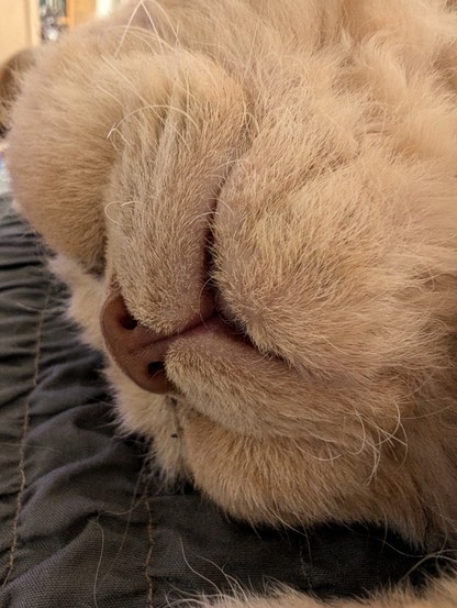 An extreme close up of a sleeping cat's face. Looking up the nose.