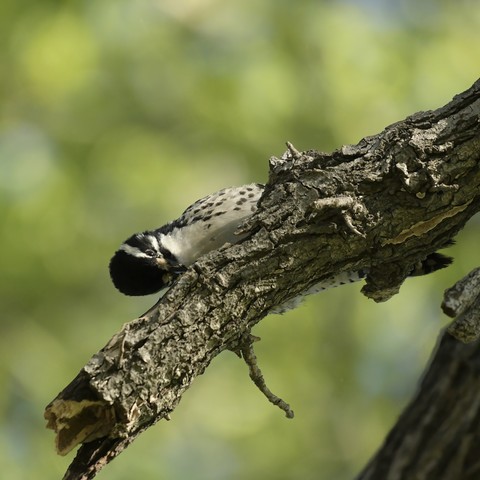 A small woodpecker clinging to a tree branch, pecking at the bark