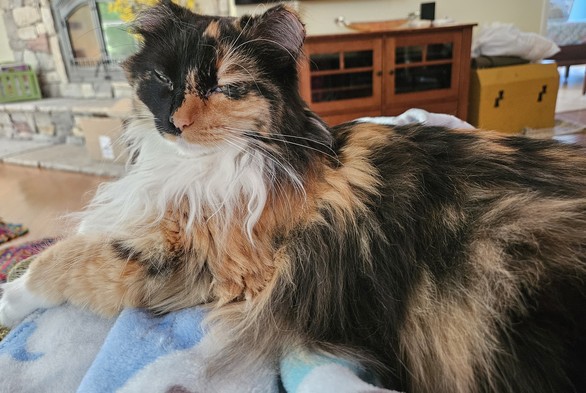 Long-haired calico cat on lap with squinted eyes.