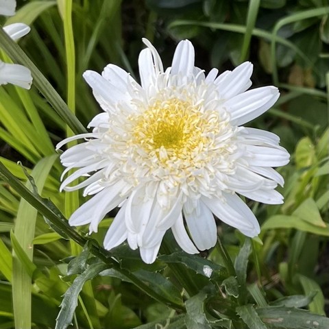 A large daisy type flower with white outer florets becoming more yellow towards the centre. Various shapes of green leaves in the background 