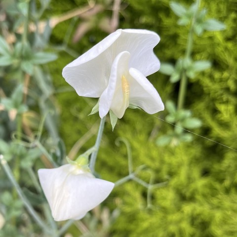 A white sweet pea flower with a second flower still only partly open below. Out of focus green foliage in the background 