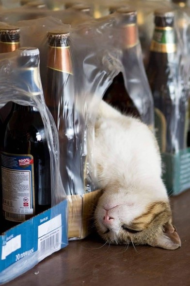 cute tabby kitten with white belly asleep inside a package of beer bottles, it's head lolling outside the carton