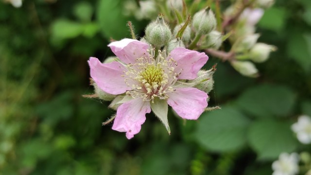 Open pink flower