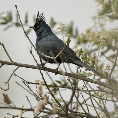 A male Phainopepla in a tree 