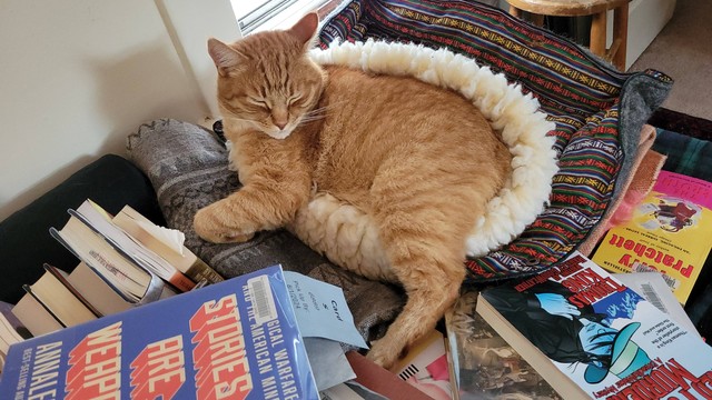 Big orange Manx tabby is curled up adleep, more or less inside a white fleecy bed. The cat and bed are on a bigger human bed, which is cluttered with books. 