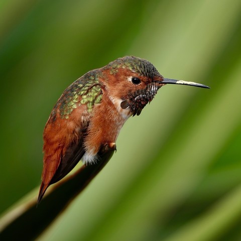 A close-up of a male Allen’s hummingbird perched on a branch, displaying iridescent green and reddish-brown plumage against a blurred green background