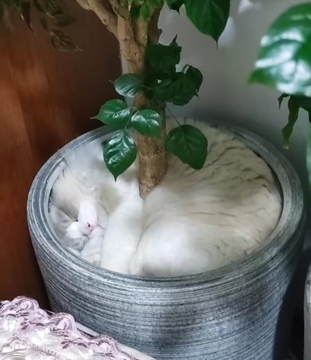 photo of an artificial plant in a light grey pot. There is a white cat curled in a tight circle in the pot. The colors and the sunshine make the cat blend well with the color of the pot.