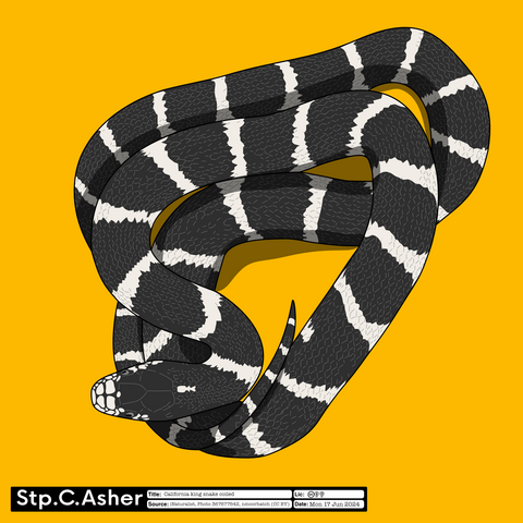 A vector illustration of a coiled California king snake on a golden yellow background. The snake is black with white bands evenly spaced from neck to tail tip.