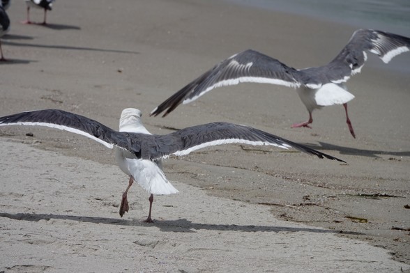 Two Western gulls with wings spread running across the sand 