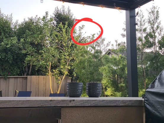 Backyard with a lemon tree in the corner and a small bird in one of the branches.