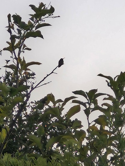 Close up image of the hummingbird sitting on a branch of the lemon tree.