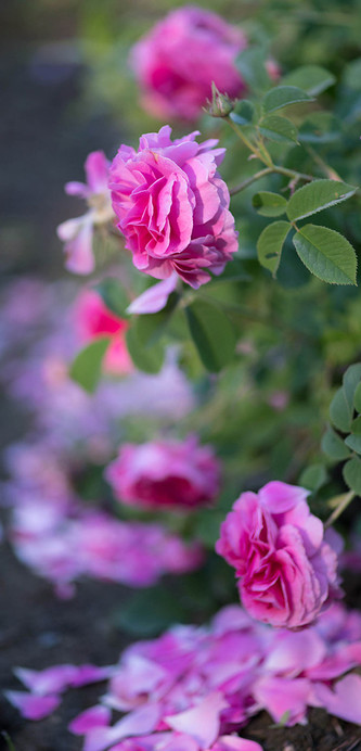 pink antique roses and fallen petals in a tight vertical crop