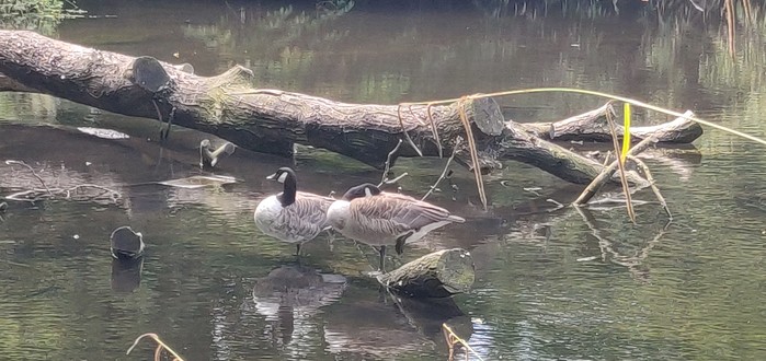 A goose having a snooze on a fallen tree in the river, while its mate keeps lookout.