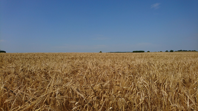 A picture of a field of ripe barley underneath a blue sky, vaguely reminiscent of the Ukrainian flag