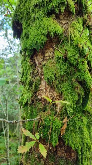 A close up of an oak tree trunk, with cascading beards of moss covering almost all the bark.