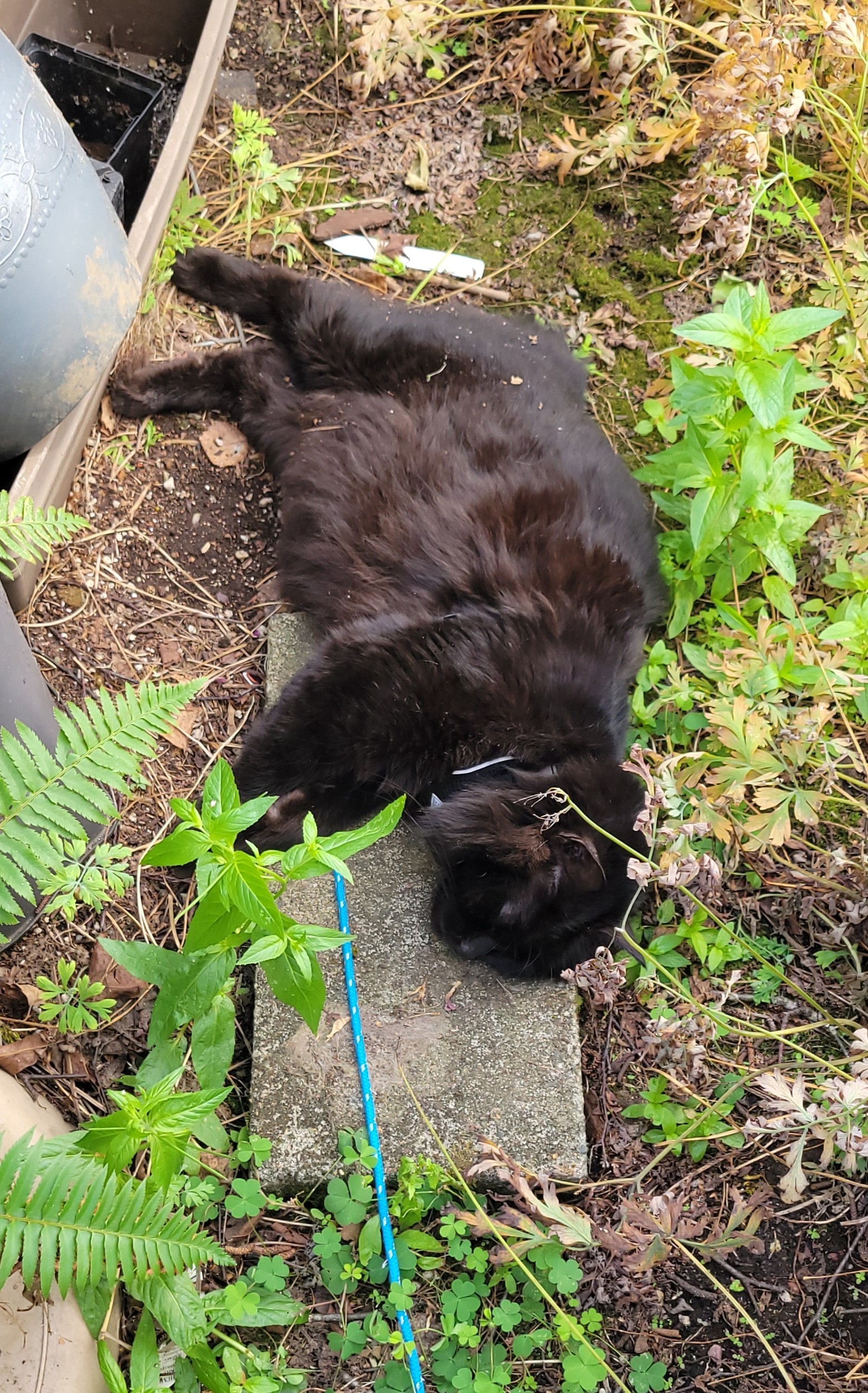 Large black Manx cat doing her best dead cat post. She's laying on a garden paver with all four legs sticking out stiffly to one side and head laying limply. I'm used to her doing this & I still had to poke her to make sure she was alive.