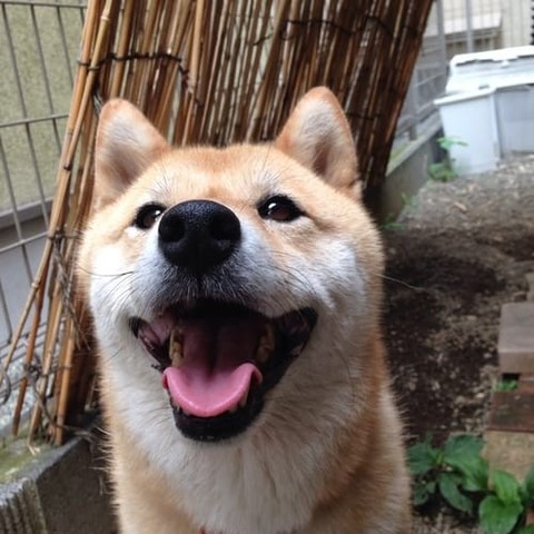 a random shiba from shibes.lol