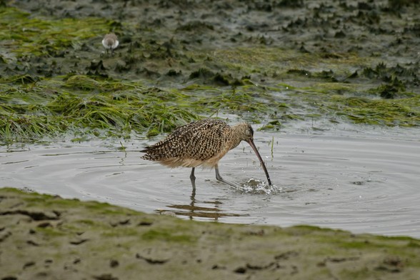 A bird with a long, curved beak is bathing in shallow water, creating ripples and splashes. The background features green vegetation and a sandy shore.