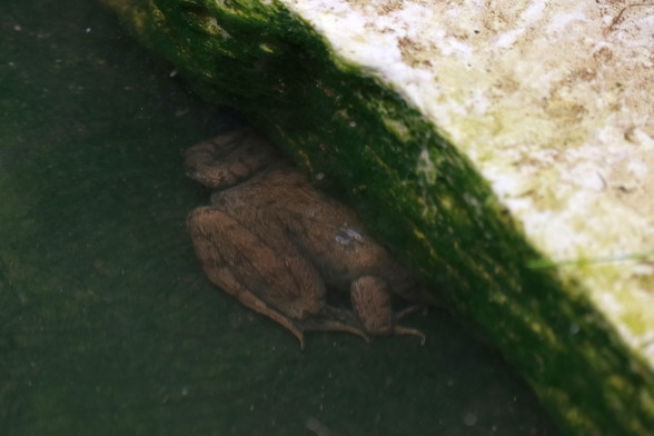 A mottled brown frog trying to hide under a flat rock that is partially submerged under water. Only the head of the frog fits under the  rock.