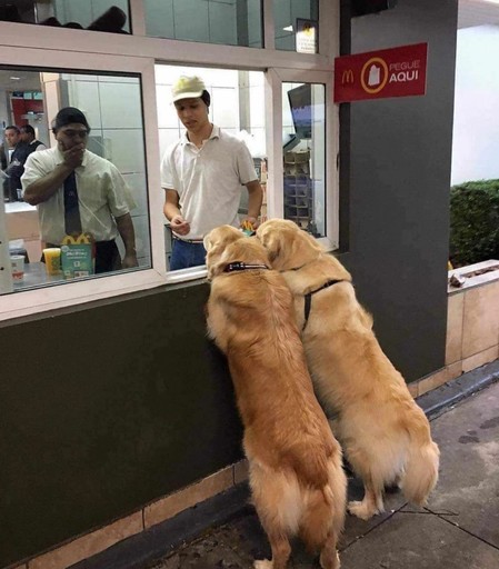 Two golden retrievers stand on their hind legs at the counter of McDonald's. 