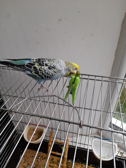 A blue budgie sits on top of her cage vigerously eating a mangetout,  clipped to the bars by a green plastic clothes peg.