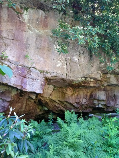 A colorful rock face above a cave-like opening. Rocks are various shades of grey, beige, light brown, lavender, and purple. Below the rocks is a lush bed of medium green lacey ferns. There are other plants too, including what may be a mountain laurel on the left. Oval bluish glossy green leaves are topped by lighter colored skinny stalks of new growth.