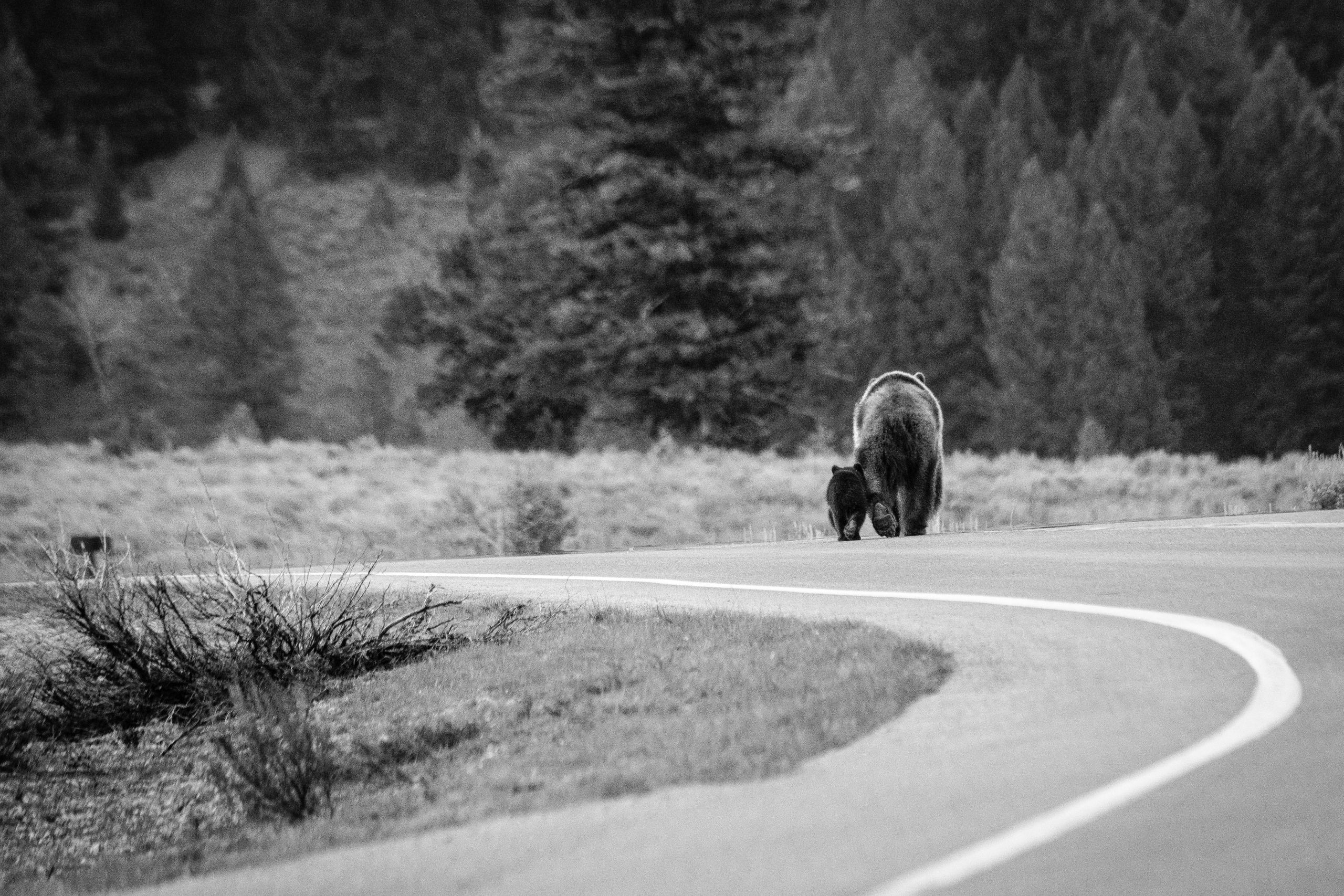 A grizzly sow walking down the middle of a curving road alongside her COY.