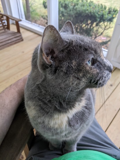 Grey tortie cat sitting on a man's lap with wooden porch beams in the background, head turned in full profile, looking regal.