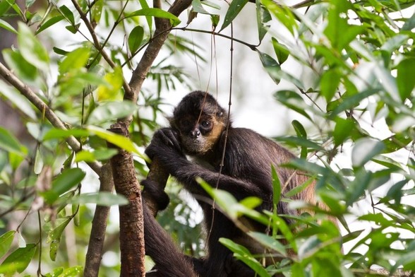 Brown Spider Monkey. (Photo: wollertz/Depositphotos)