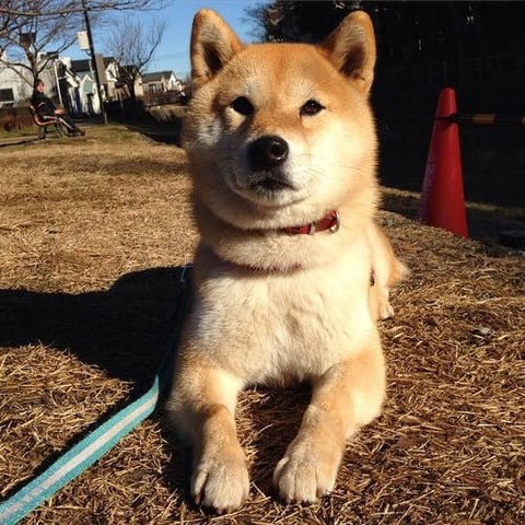 a random shiba from shibes.lol